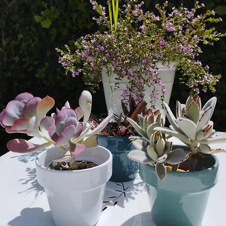 Affittacamere Floribel Cagnes-sur-Mer